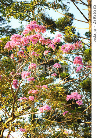 熱帯性 熱帯産 熱帯 28956585