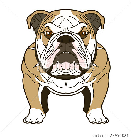 猛犬注意などのステッカーや防犯チラシやカタログで使えるブルドックのイラストのイラスト素材 2561