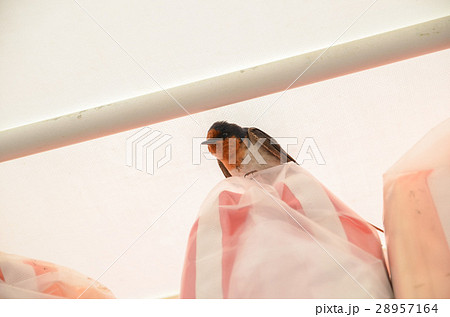 オーストラリアのツバメ 28957164