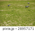 鳩と芝生 28957171