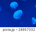 ミズクラゲ 28957332