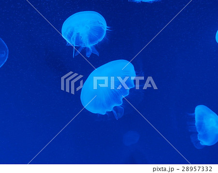 ミズクラゲ ミズクラゲ 28957332