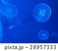 ミズクラゲ 28957333