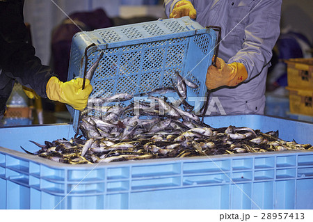 日本の漁業 イメージ 28957413