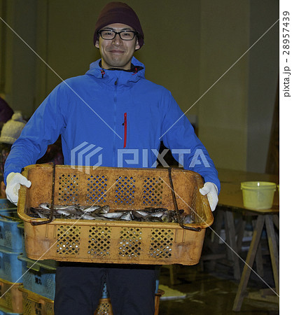 魚市場で働く男性 28957439