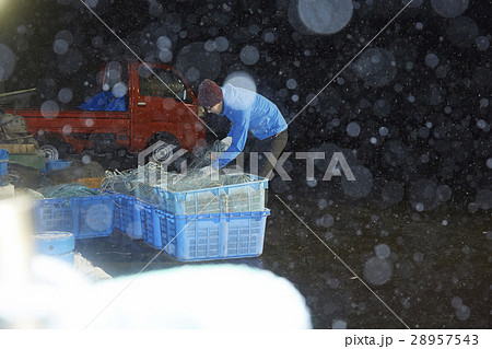 漁師 ポートレート 漁師 ポートレート 28957543