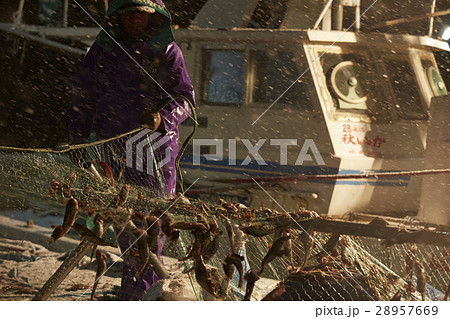 日本の漁業 イメージ 28957669