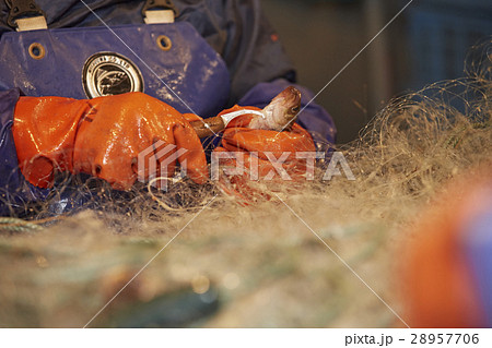 日本の漁業 イメージ 28957706