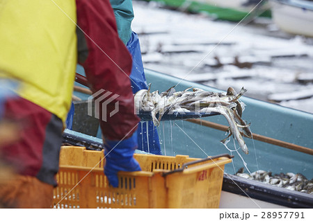 日本の漁業 イメージ 28957791