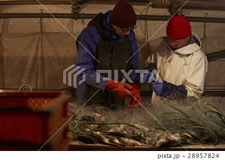 魚市場で働く男性 28957824