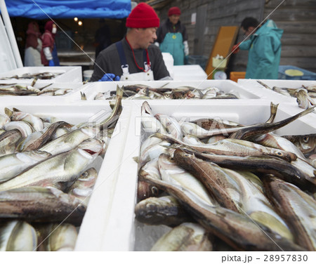 日本の漁業 イメージ 28957830