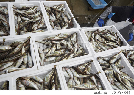 日本の漁業 イメージ 28957841