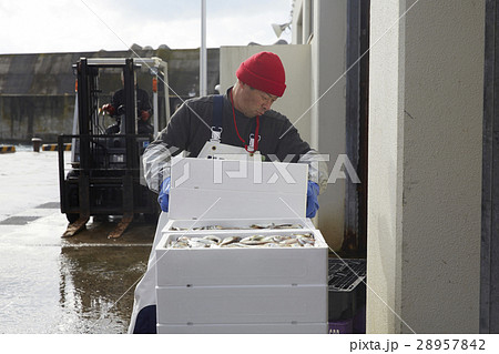 魚市場で働く男性 28957842
