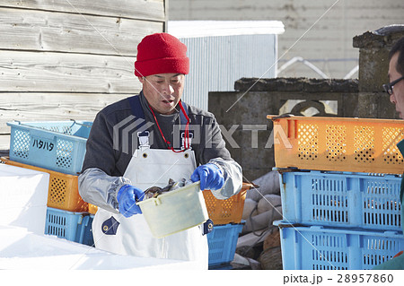 魚市場で働く男性 28957860