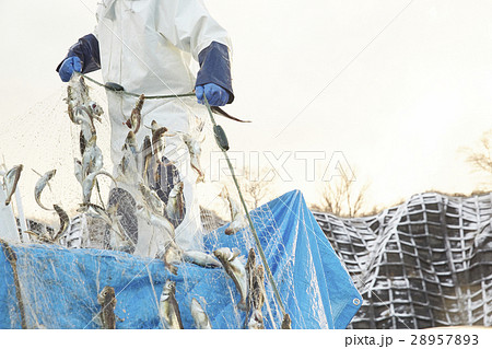 日本の漁業 イメージ 日本の漁業 イメージ 28957893