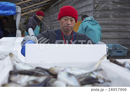 魚市場で働く男性 28957906