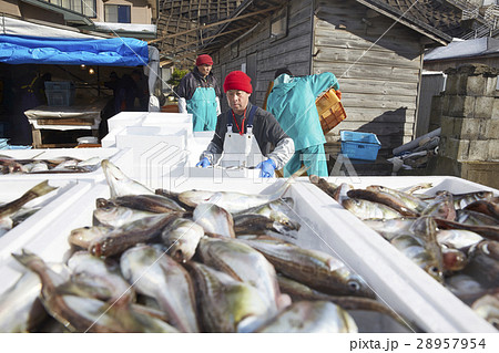 日本の漁業 イメージ 日本の漁業 イメージ 28957954