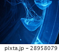 クラゲ 28958079