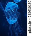 クラゲ 28958080