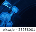 クラゲ 28958081