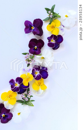 春の花色々、花びら、白背景、室内 28958134