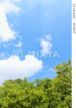 初夏の青空と新緑の風景 28958719