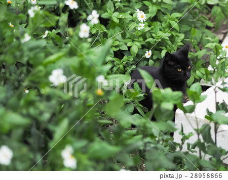 山猫 やまねこ 野良ネコ 28958866
