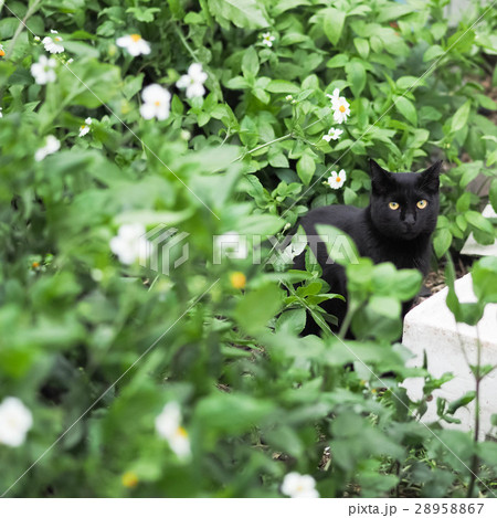 猫 ねこ ネコ 28958867