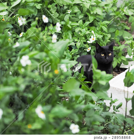 山猫 やまねこ 野良ネコ 28958868