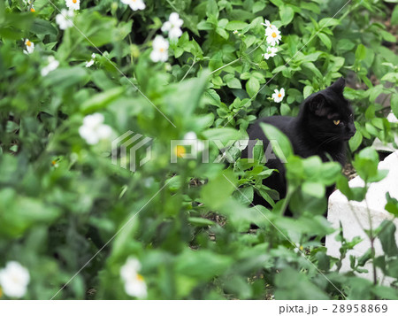 山猫 やまねこ 野良ネコ 28958869