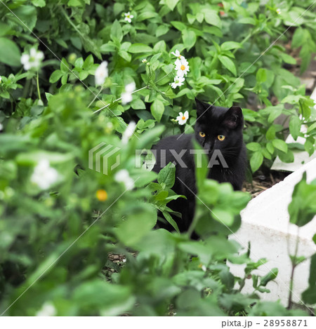 山猫 やまねこ 野良ネコ 28958871