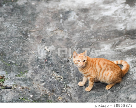 猫 ねこ ネコ 28958875