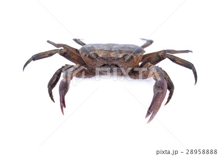 fresh ricefield crab on white background 28958888