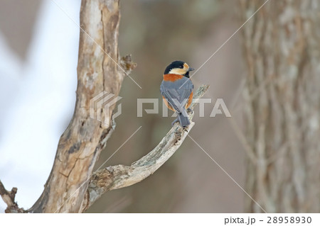 ヤマガラ varied tit-titmouse ヤマガラ varied tit-titmouse 28958930