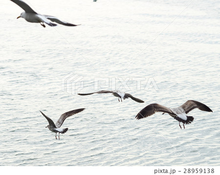 海鳥 ウミドリ 淡水 28959138