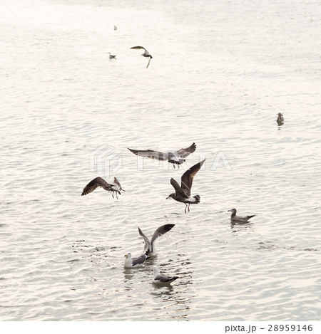 海鳥 ウミドリ 淡水 28959146