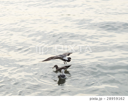 海鳥 ウミドリ 淡水 28959162