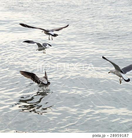 鳥 海鳥 ウミドリ 28959187