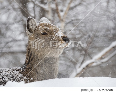 雪にまみれるエゾシカ（横顔、ななめ45℃） 28959286