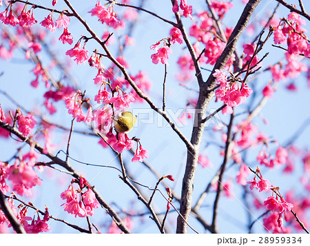 桜 さくら サクラ 28959334