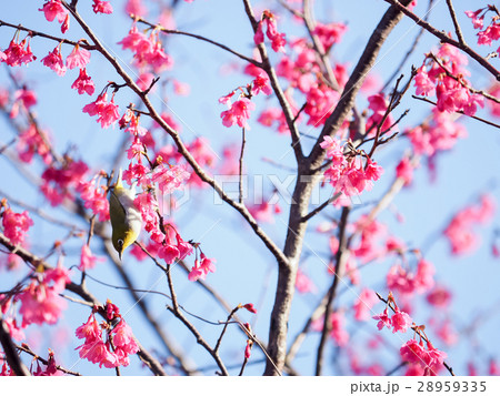 桜 さくら サクラ 28959335