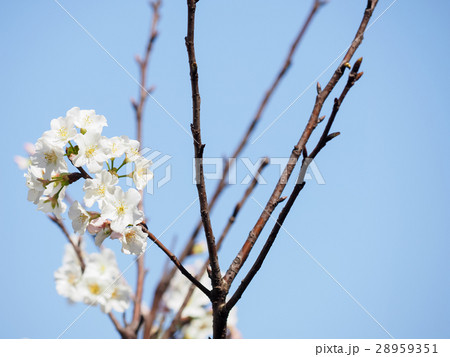 桜 さくら サクラ 28959351