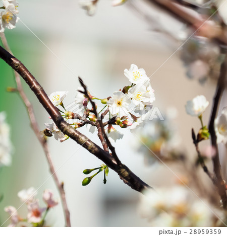 桜 さくら サクラ 28959359