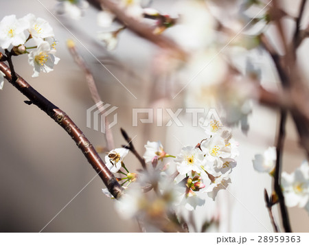 桜 さくら サクラ 28959363