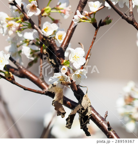 桜 さくら サクラ 28959367
