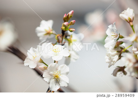 桜 さくら サクラ 28959409