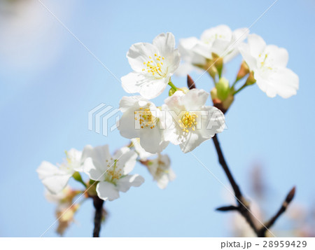 桜 さくら サクラ 28959429