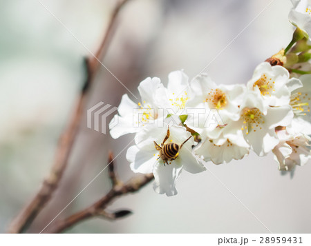 桜 さくら サクラ 28959431