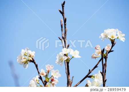桜 さくら サクラ 28959479
