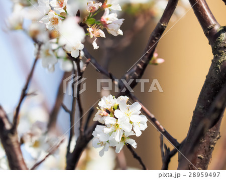 桜 さくら サクラ 28959497